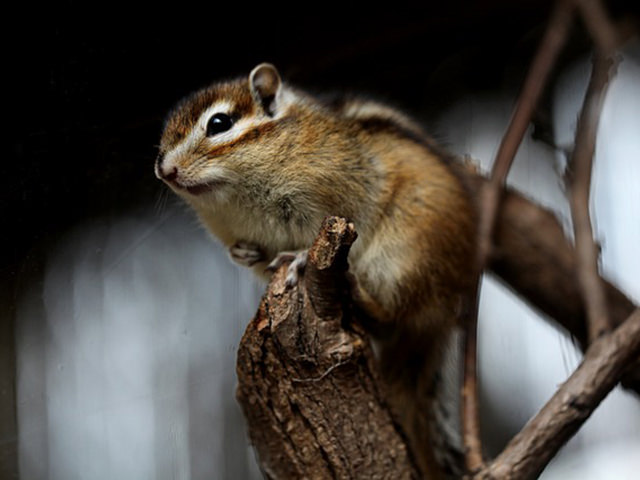 リスはなつく？